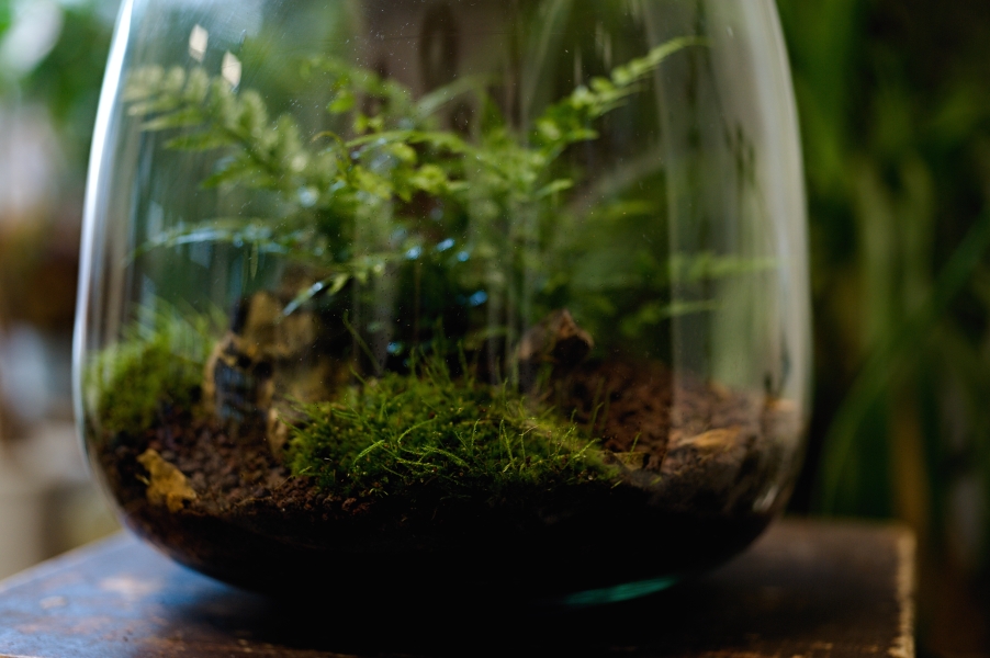 Milujeme mech Terrigena kapradina 03m